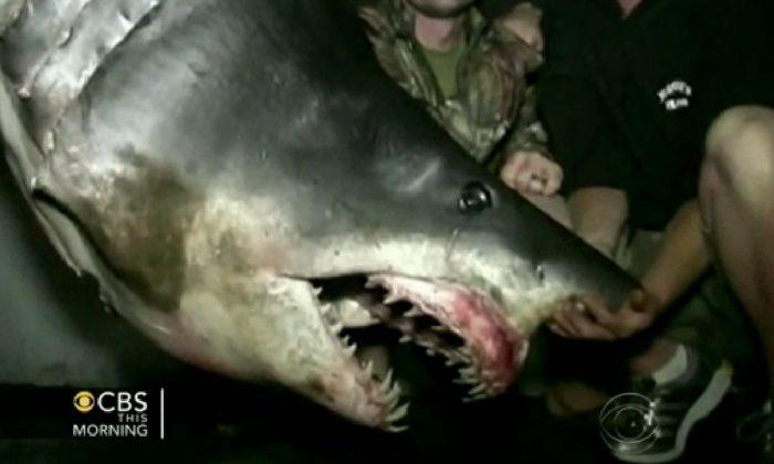 Giant Shark Caught off Calif. Coast Breaks Record