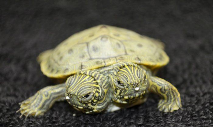 Two-Headed Turtle Born in Texas Named Thelma and Louise