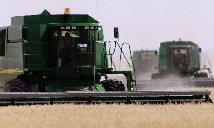 Oregon GM Wheat Contamination Could Have Ramifications for Canada