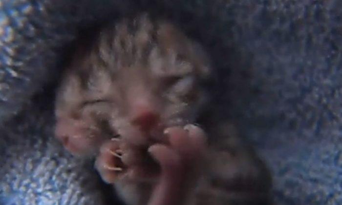 Two-Faced Kitten Born in Oregon (+Photo)