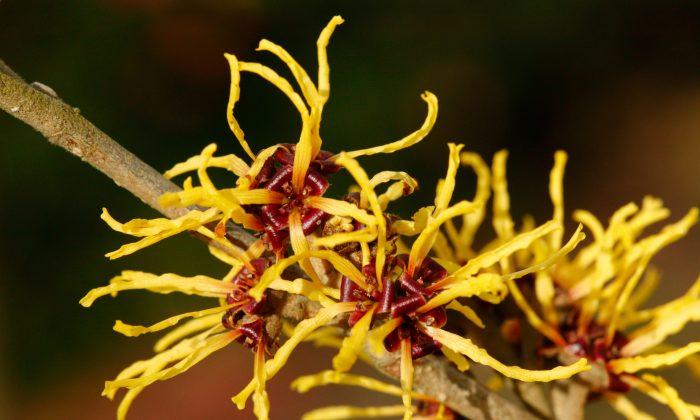 Witch Hazel for Bruises, Bumps, and Varicose Veins