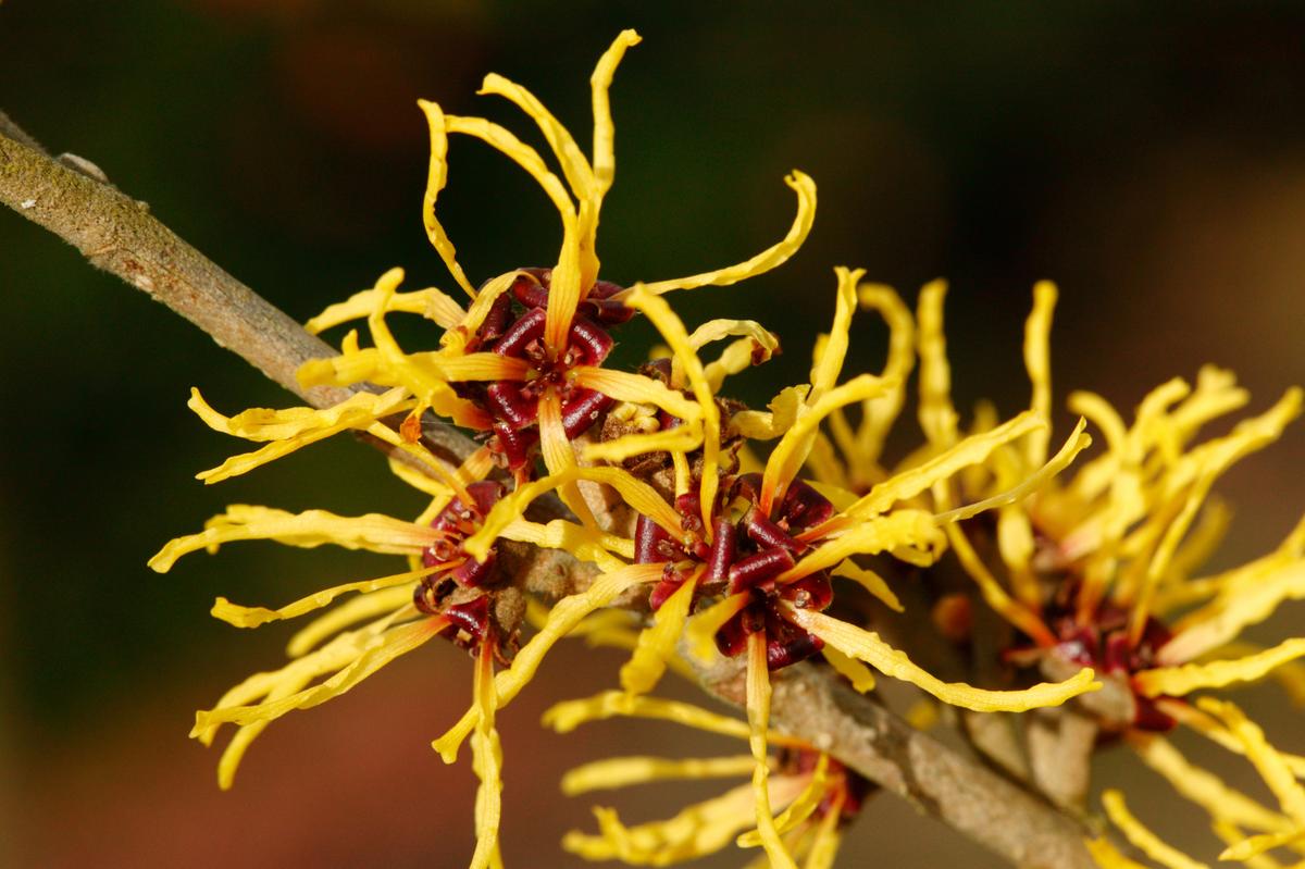 Witch Hazel for Bruises, Bumps, and Varicose Veins