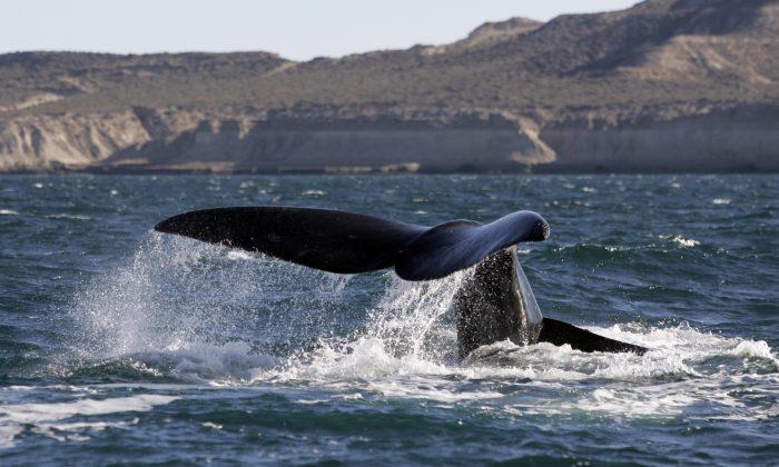 Right Whale, Surfer Encounter: Whale KOs Man in Australia