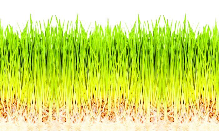 Wheatgrass, the Ultimate Nutrient Booster
