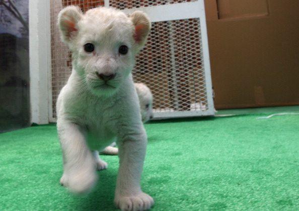 Seven White Lion Cubs Born in Japan