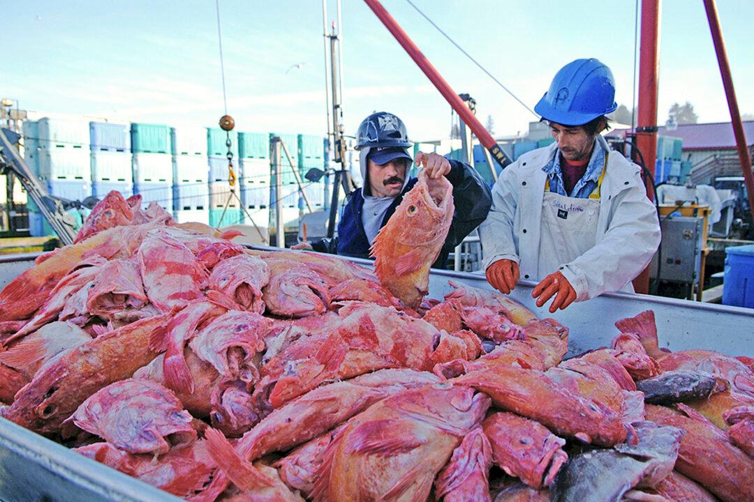 200-year-old Rockfish—400-Year-Old Clam Still Holds Record