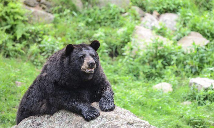 Park Rangers Kill Wrong Bear After Man Was Bitten on Leg