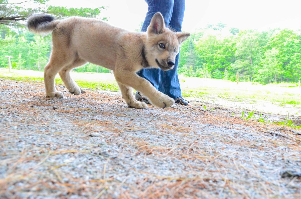 20 Photos of Black Bears, an Ibex, and a Baby Timber Wolf (+Other Animals)