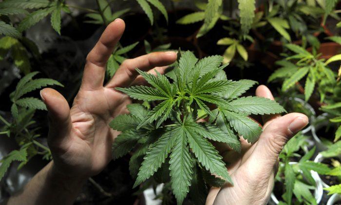 Heidi Fleiss Busted for Growing 392 Marijuana Plants