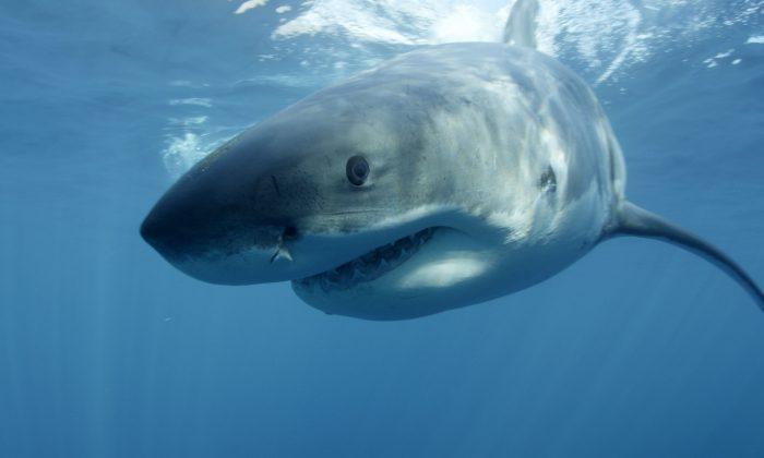 Shark Week 2013: ‘I Escaped Jaws’ and ‘Spawn of Jaws’ on Tuesday
