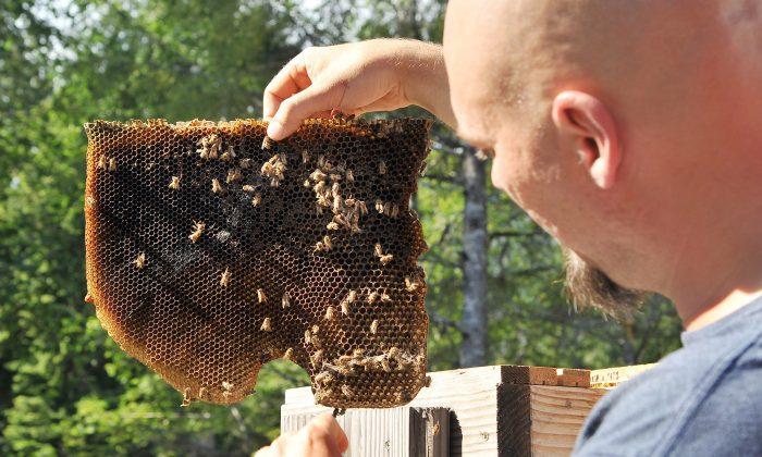 Texas Bees Swarm Couple, Kill Horses