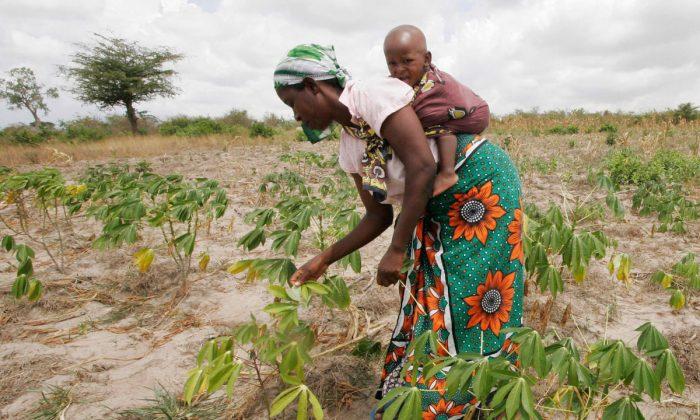 GMOs, A Global Debate: Kenya, Where GMOs Are Banned—For Now