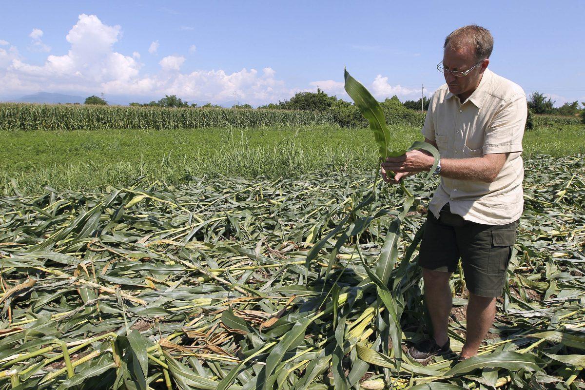 Giorgio Fidenato stands on 350 square meters (just shy of an acre) of nearly mature corn genetically altered to resist pesticides, near Pordenone, northern Italy, on Aug. 8, 2010. One day earlier, the corn had been trampled to the ground by 70 anti-GMO activists wearing chemical warfare suits. (Paolo Giovannini/AP Photo)