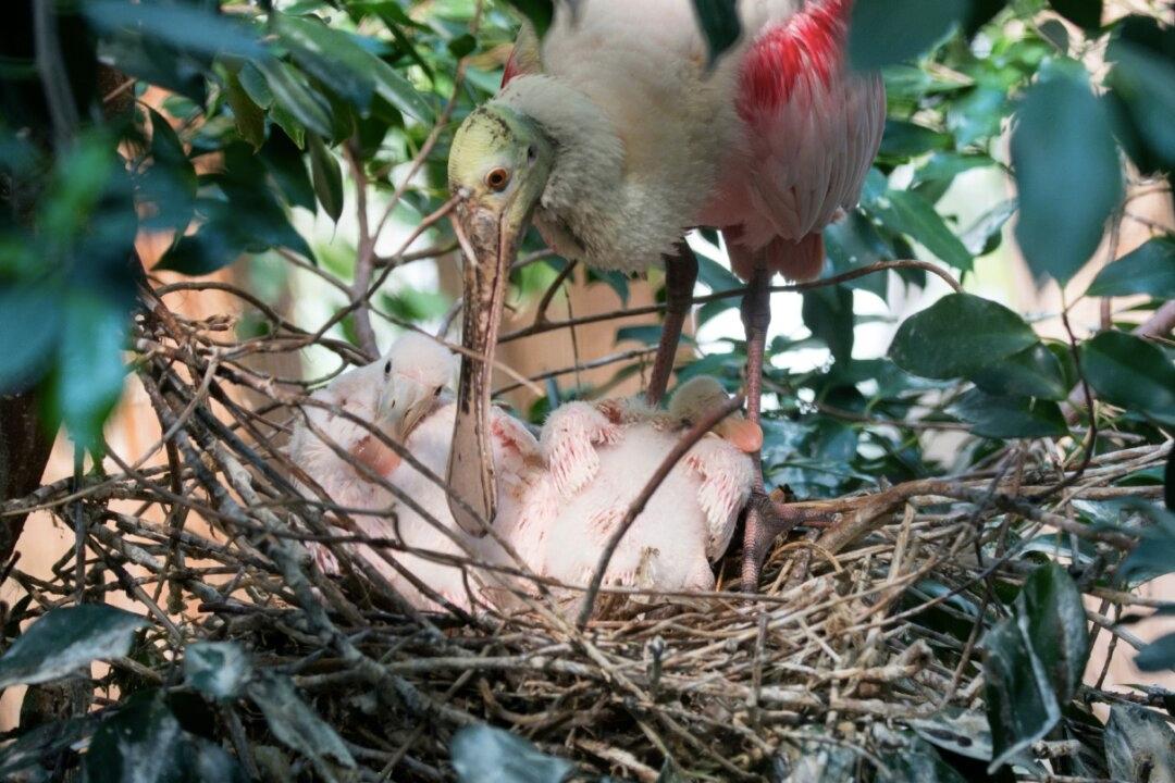 Roseate Spoonbill Chicks Hatch at Bronx Zoo