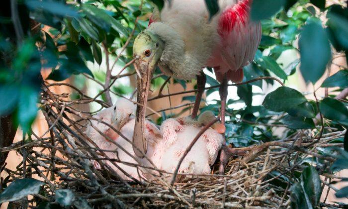 Roseate Spoonbill Chicks Hatch at Bronx Zoo