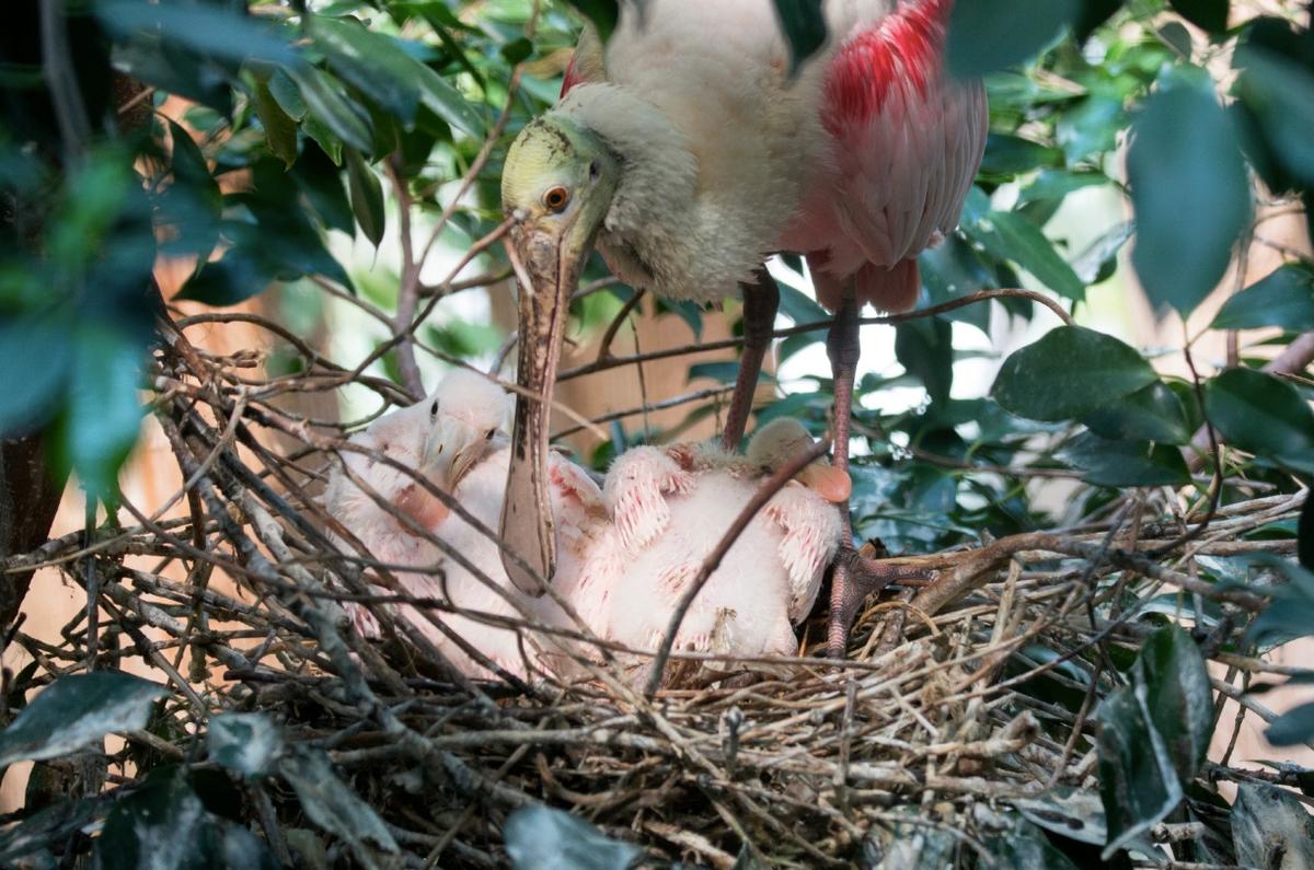 Roseate Spoonbill Chicks Hatch at Bronx Zoo