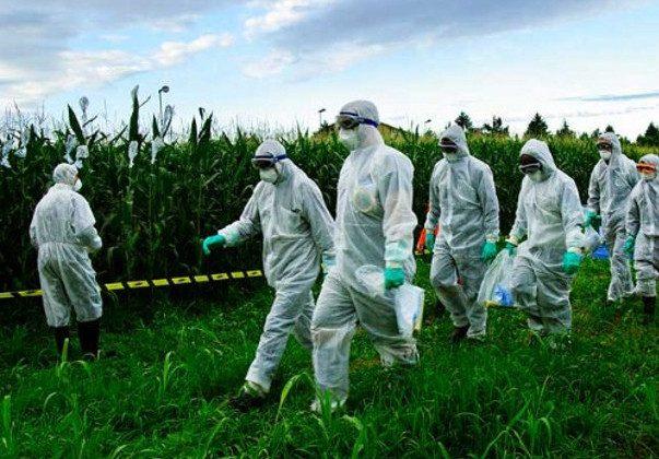 An Emergency Measure Against Monsanto Corn in Italy 