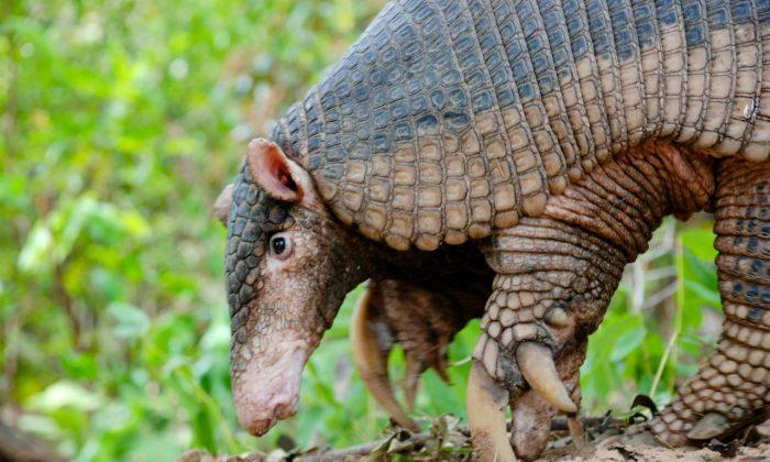 A Look at Little-Known Giant Armadillos