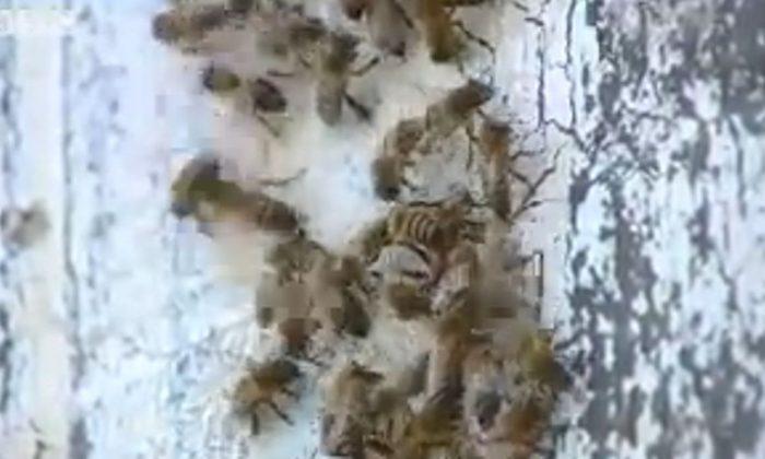 ‘Killer’ Bees Kill Horses, Hens in North Texas