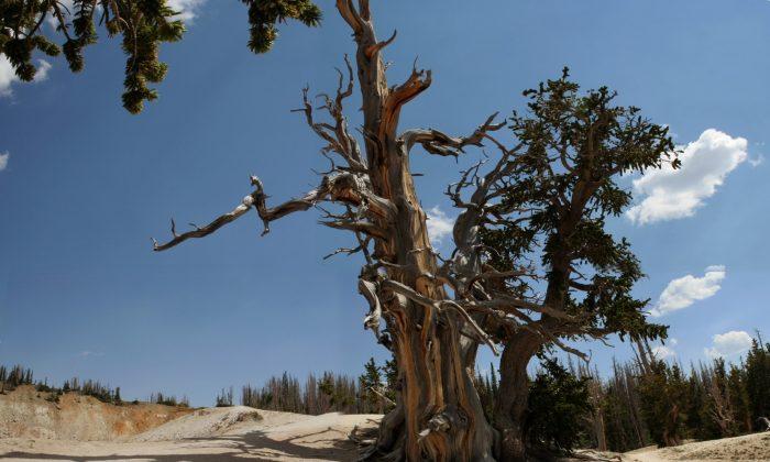 Oldest Trees in the World