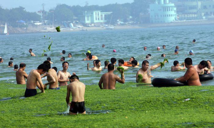 China’s Shores Invaded By Swathes Of Green Algae