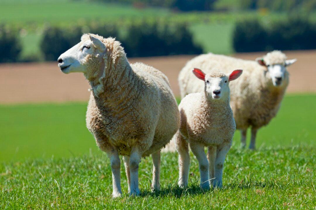 Chinese Idiom: ‘Thin-lamb teacher’ Leaves the Best for Others (瘦羊博士)