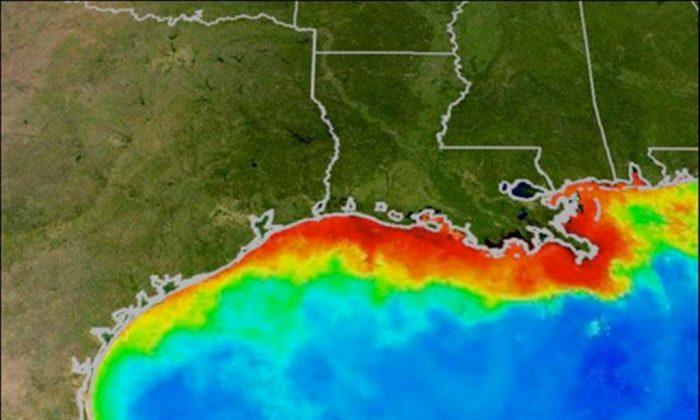 Record Dead Zone Forecast for Gulf of Mexico 
