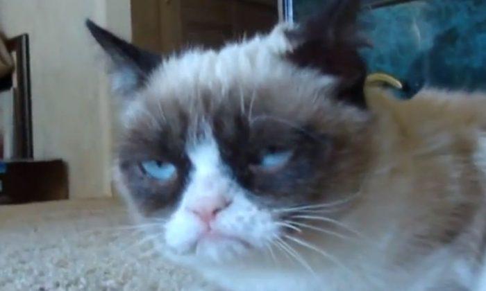 Grumpy Cat Coffee to be Sold Next Month