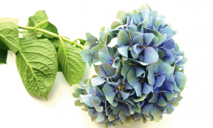 Hydrangea: An Herbal Treatment for Kidney Stones 