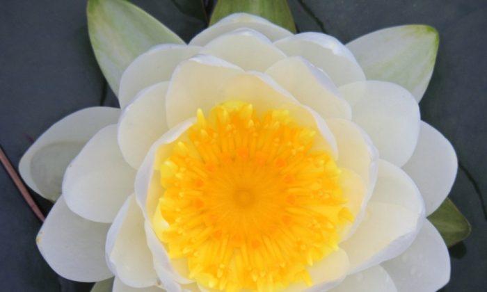 Sacred Lotus’s Unique Longevity Secrets