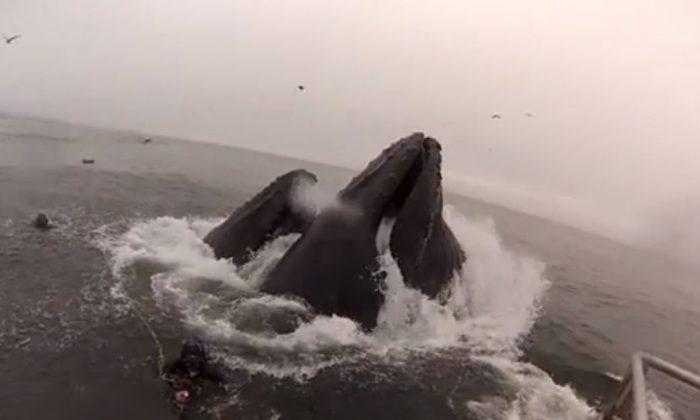 Whales Almost Swallow, ‘Eat’ Divers in California (+Video)