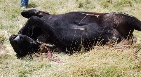 Did Aliens Mutilate 3 Cows in Missouri?