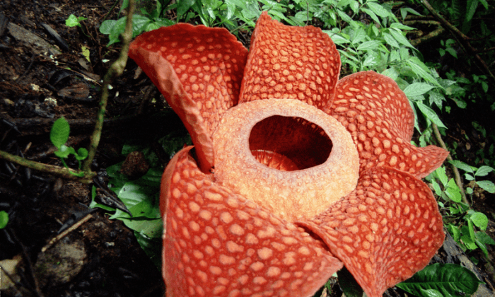 7 Extremely Weird Plants