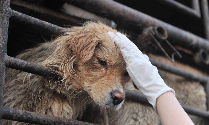 China Dog Meat Festival Puts Focus on “Speciesism”