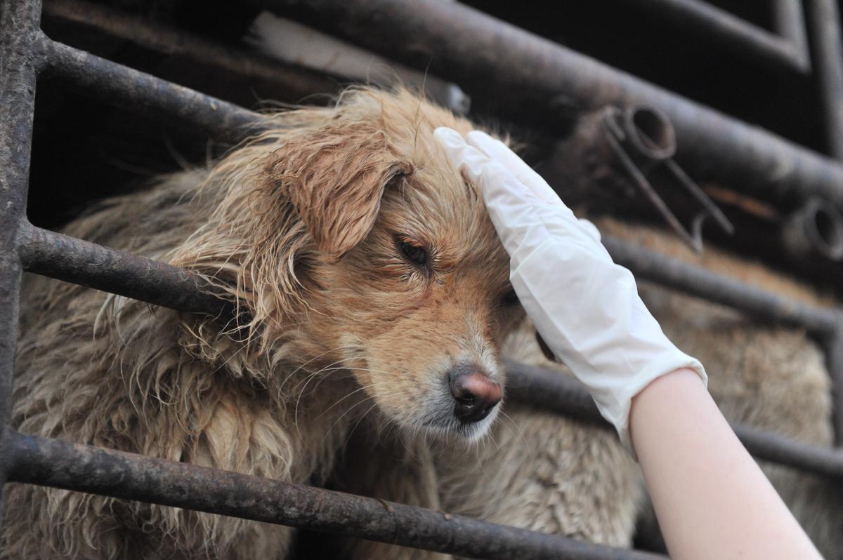 China Dog Meat Festival Puts Focus on “Speciesism”