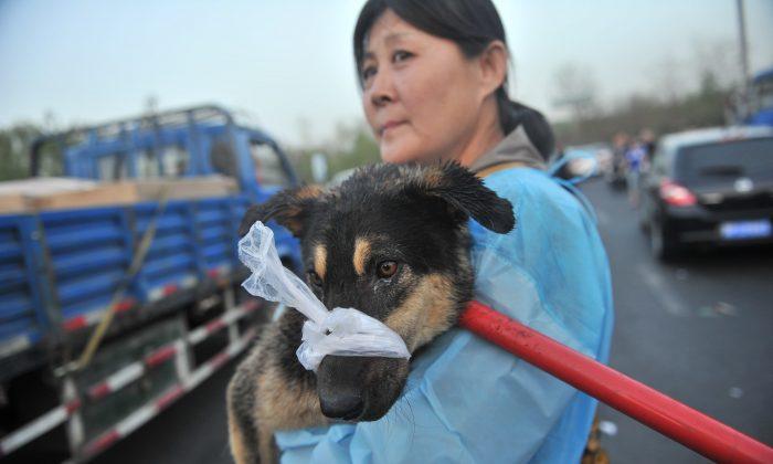 China: Dog-Poisoning Ring Broken Up, 11 Tons of Meat Found