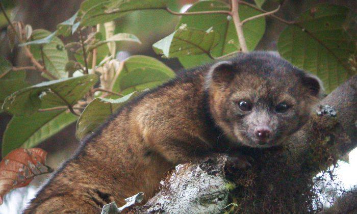 Photo: Olinguito, First Carnivore Species Discovered in American Continent in 35 Years