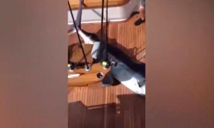 350-Pound Marlin Jumps into Boat, Nearly Hits Fishermen