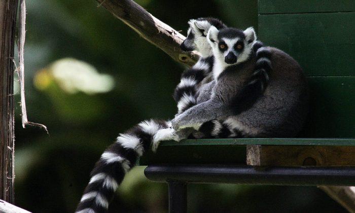 Lemur Extinction Ahead? New Plan to Boost Conservation of Endangered Species