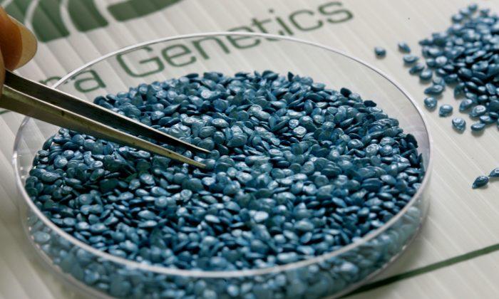 GMOs, A Global Debate: Israel a Center for Study, Kosher Concerns