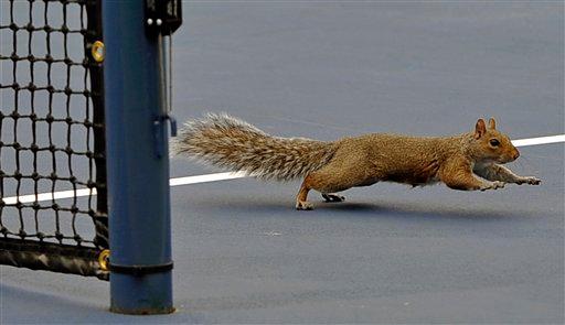 ‘SQUAIDS’: Squirrel-Aids Hoax Riles New Jersey’s Lacey Township