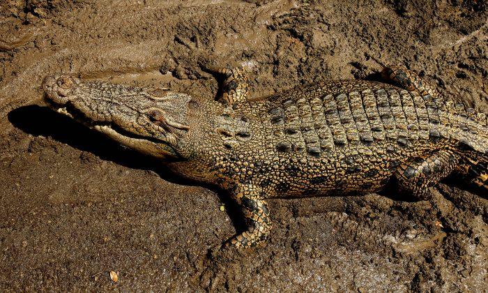 Wanpen Inyai: Thai Woman Commits Suicide-by-Crocodile