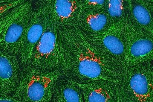 ‘Amazing Math Predicts How Living Cells Behave