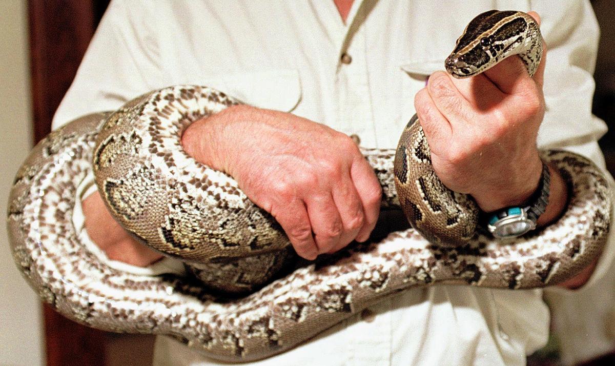 Canada: Python That Kills Two in New Brunswick Is Captured by Police