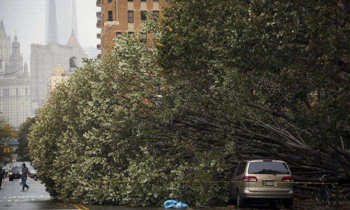 NY to Remove Thousands of Dangerous Trees