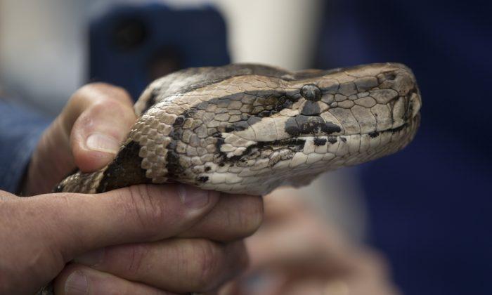 40 Pythons: Motel Room Packed With Distressed Snakes