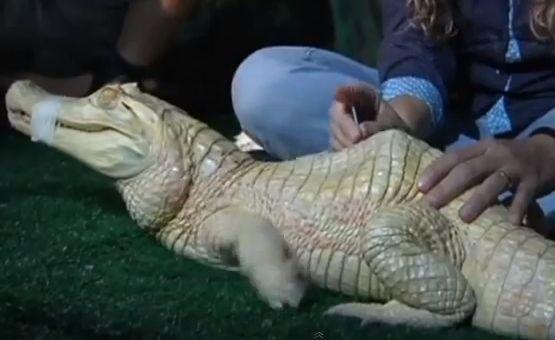 Albino Alligator Gets Acupuncture: Also Helpful for Racehorses (+Video)