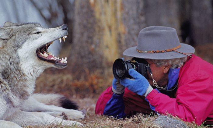 10 Lessons From Wolf Families (+Photos)