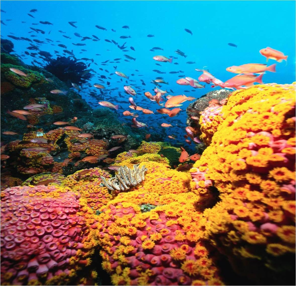 Andaman’s Marine Life Laboratory; Five Star Science