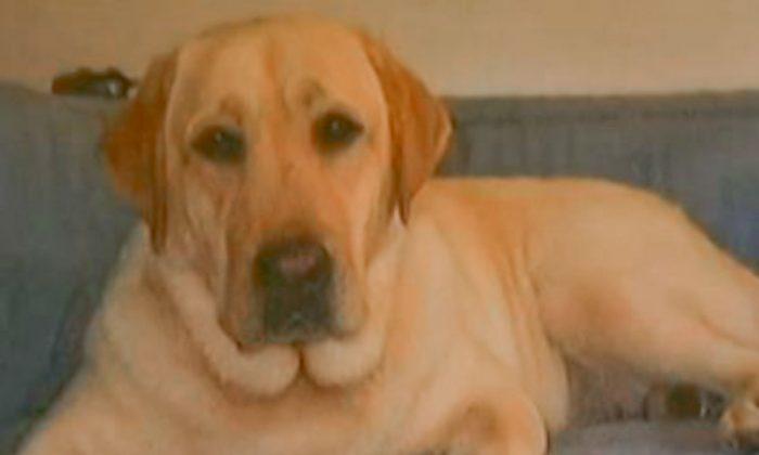 LA Thief Booked for Animal Cruelty Felony: Dog Died in Stolen Van